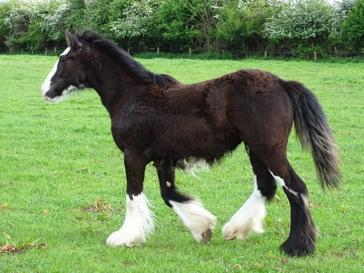 Top class filly for sale - Image 4
