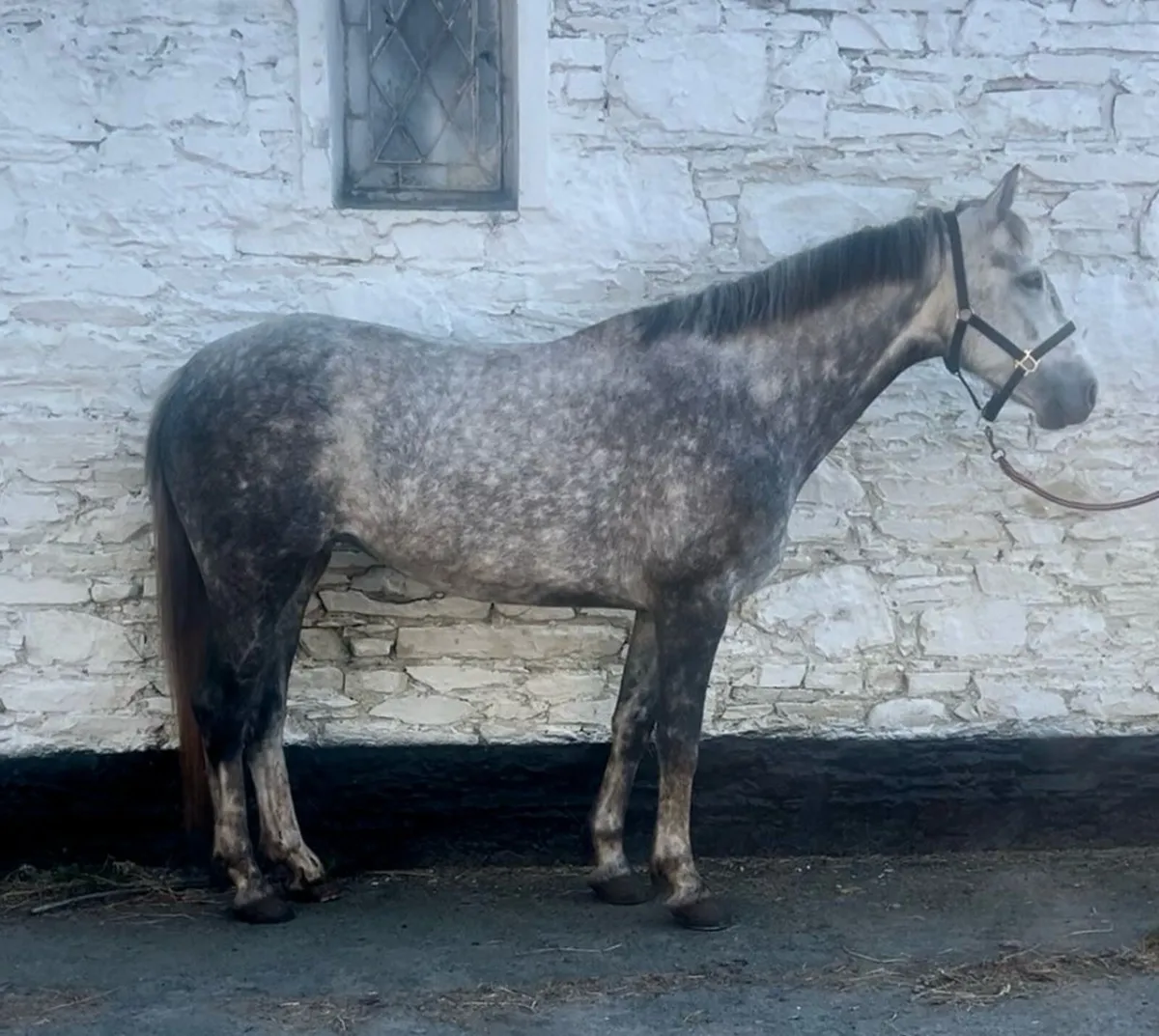 Broodmares required