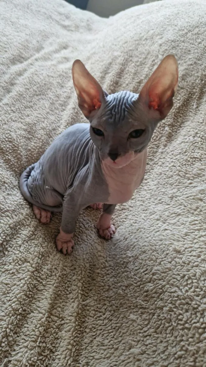 Lilac male sphynx kitten - Image 4