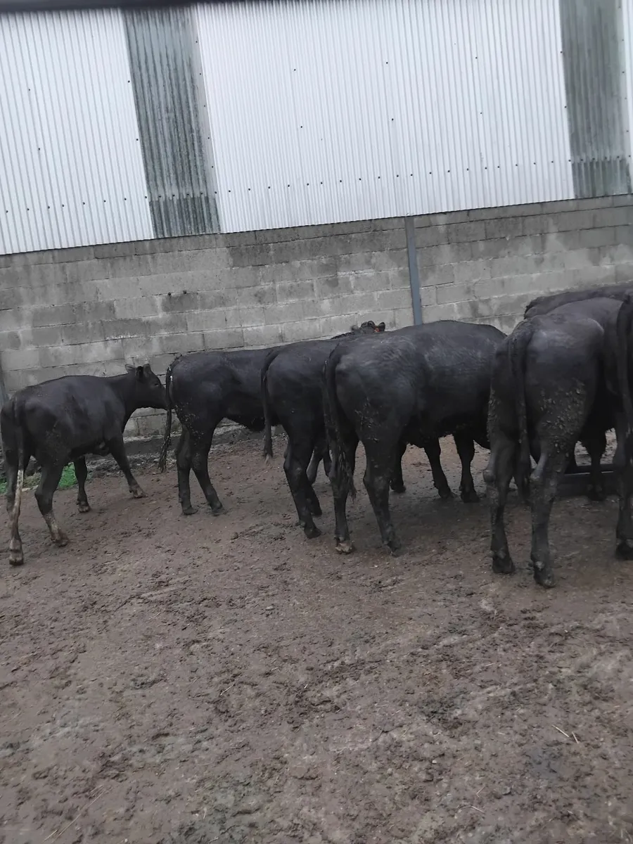 Angus limousine heifers - Image 2
