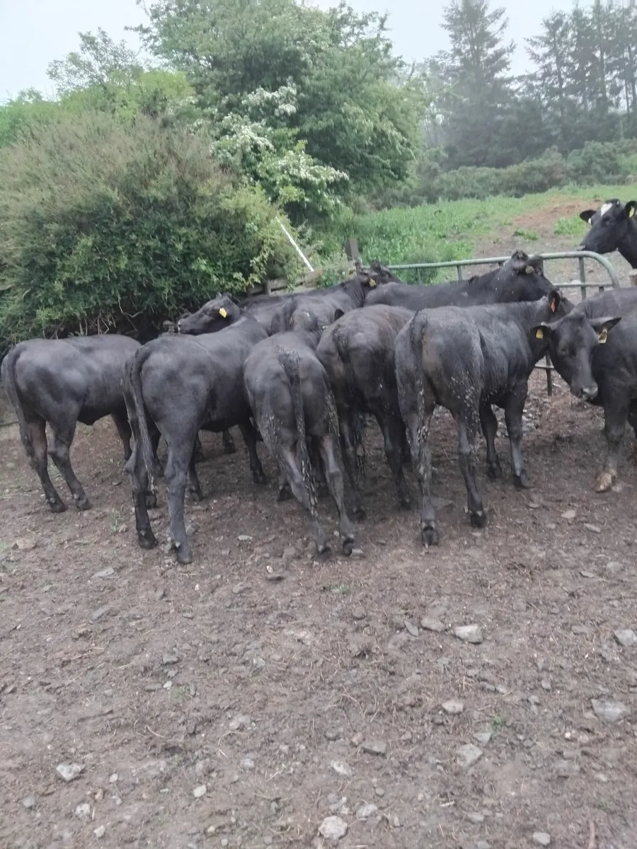 Angus limousine heifers - Image 4