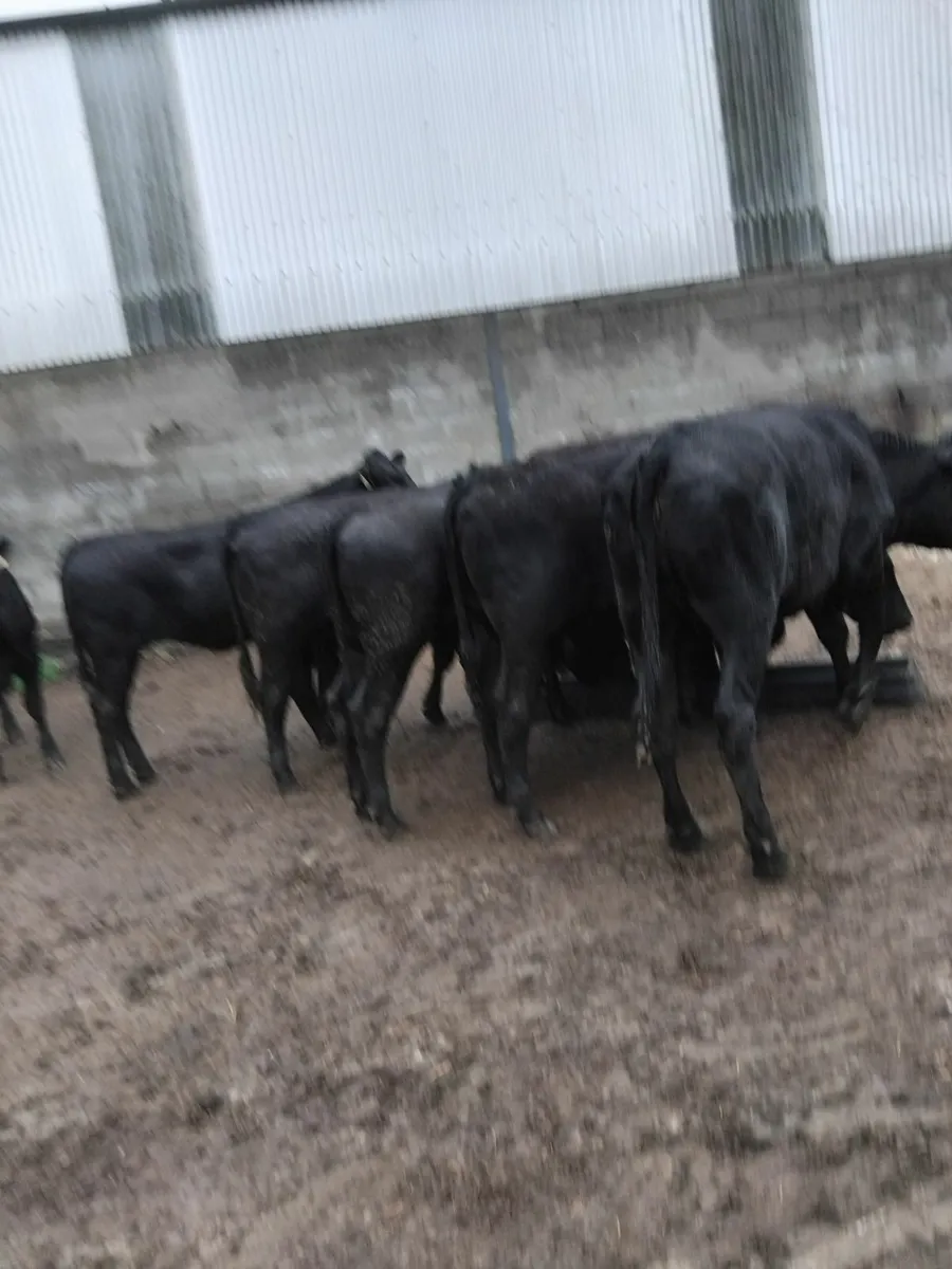 Angus limousine heifers - Image 1