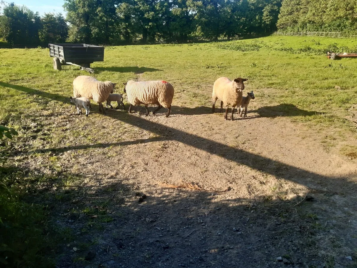 sheep - Image 1
