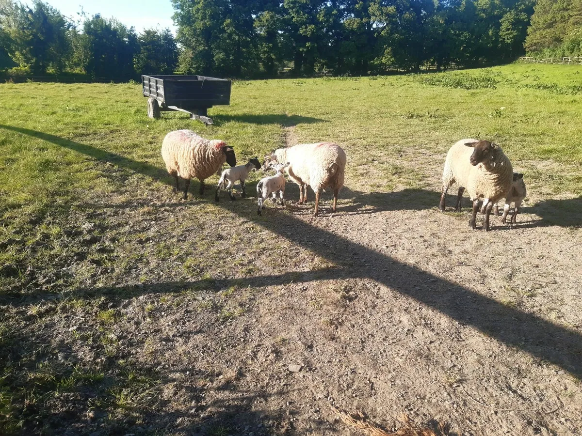 sheep - Image 2