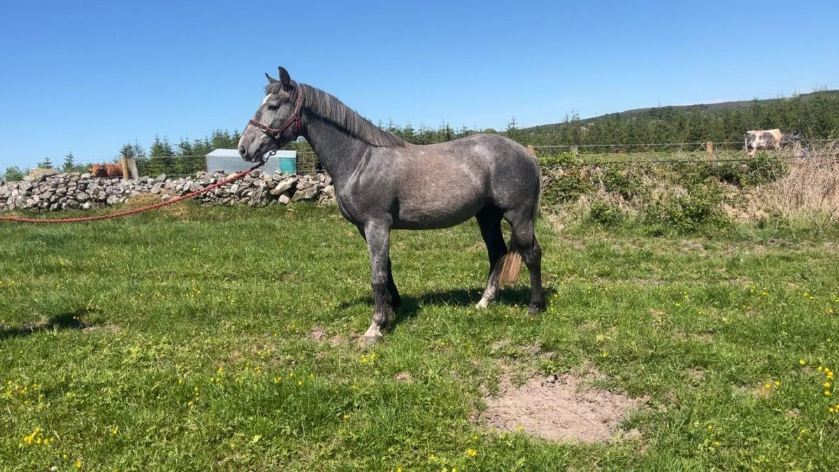 3 year old filly - Image 1