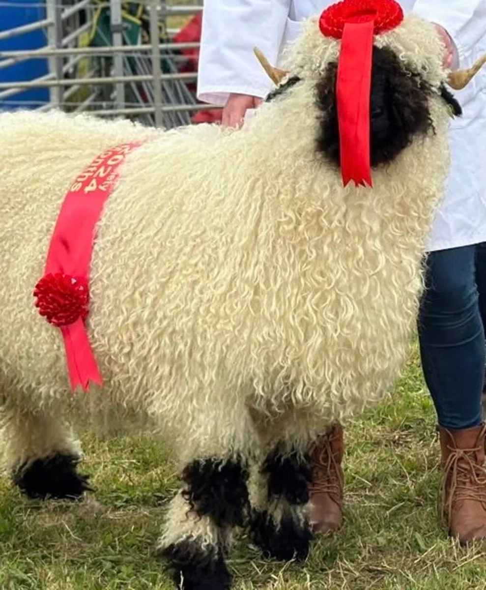 Valais Blacknose - Image 3