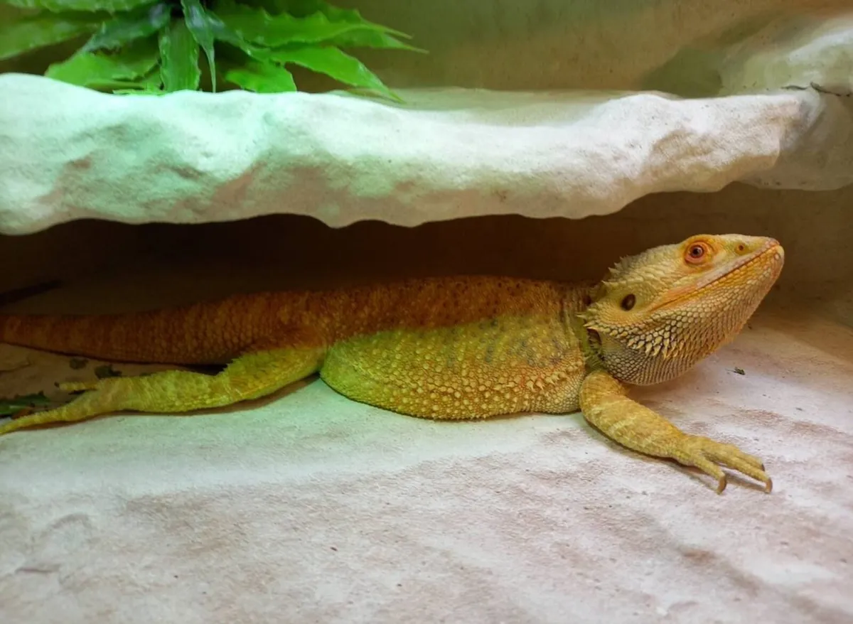 Bearded Dragon for sale - Image 2
