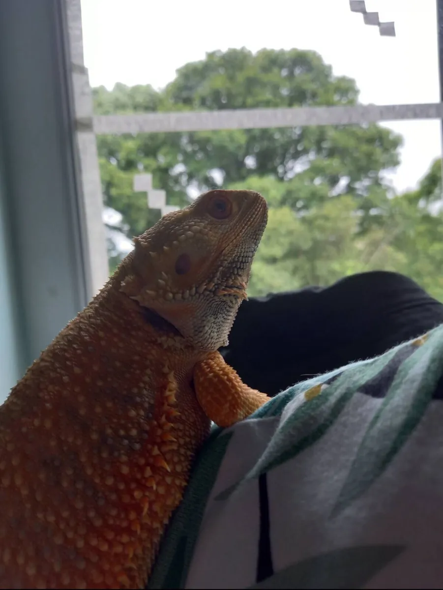 Bearded Dragon for sale - Image 3