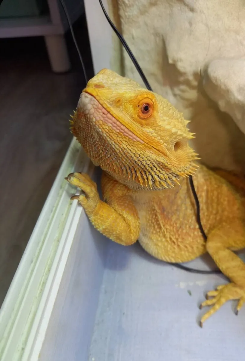 Bearded Dragon for sale - Image 4
