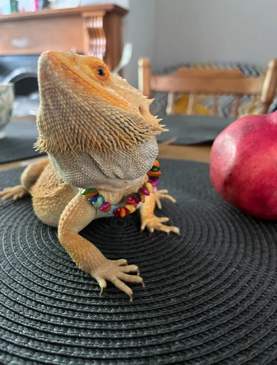 Bearded Dragon for sale - Image 1