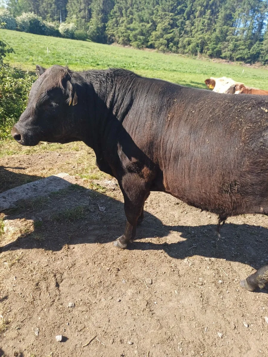 Pedigree AA bulls - Image 1