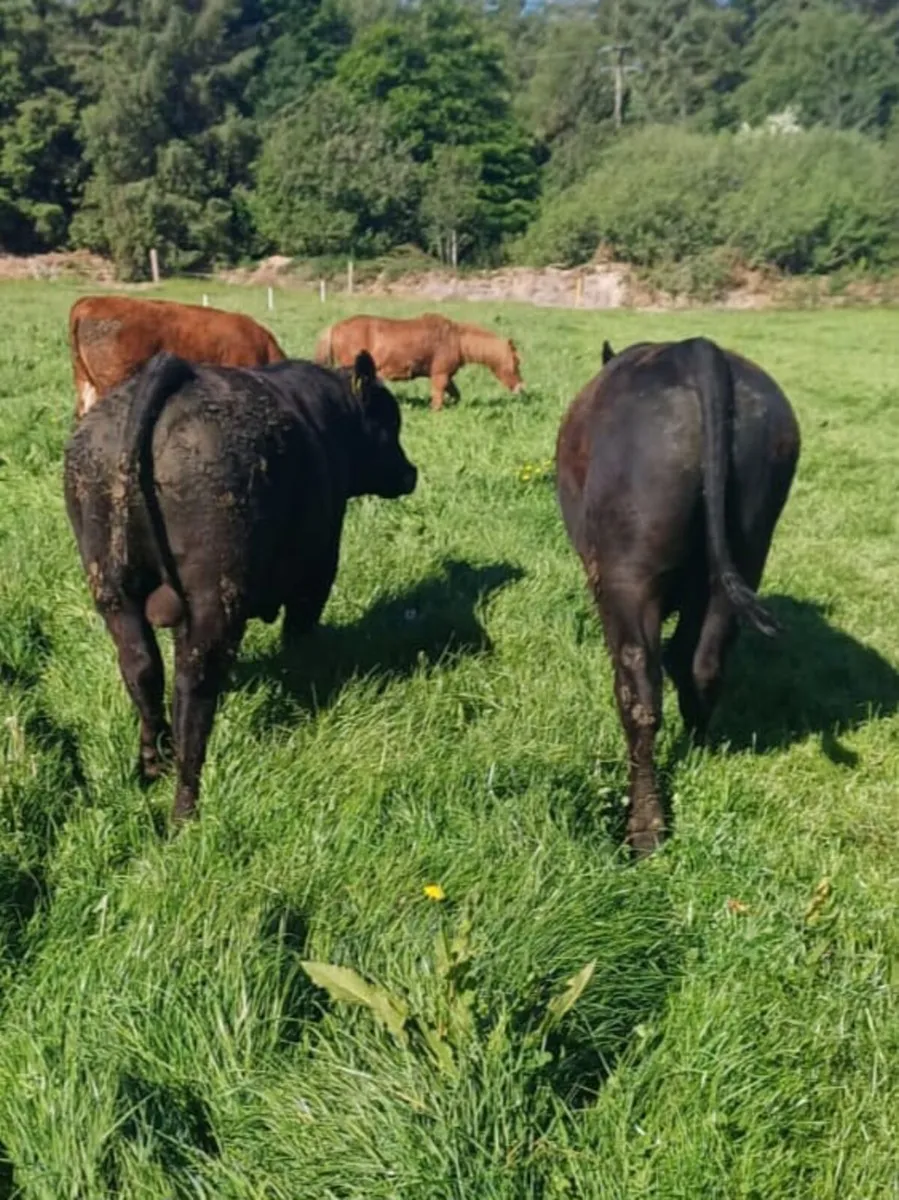 Pedigree AA bulls - Image 2