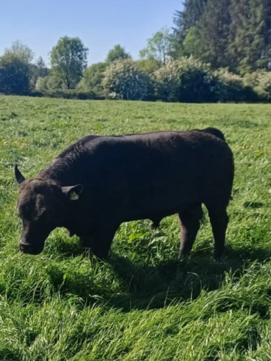 Pedigree AA bulls - Image 3