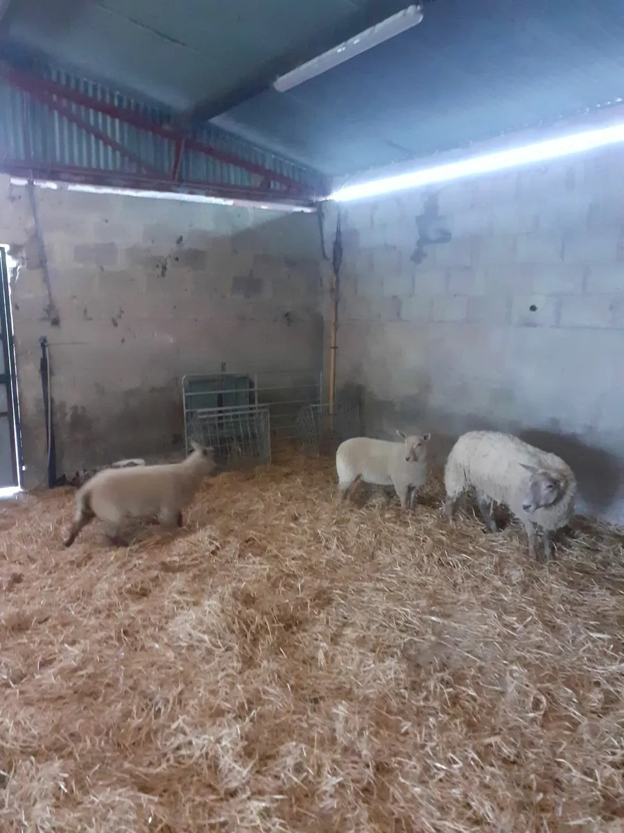 2nd crop ewe  2 ewe lambs classss sheep - Image 1