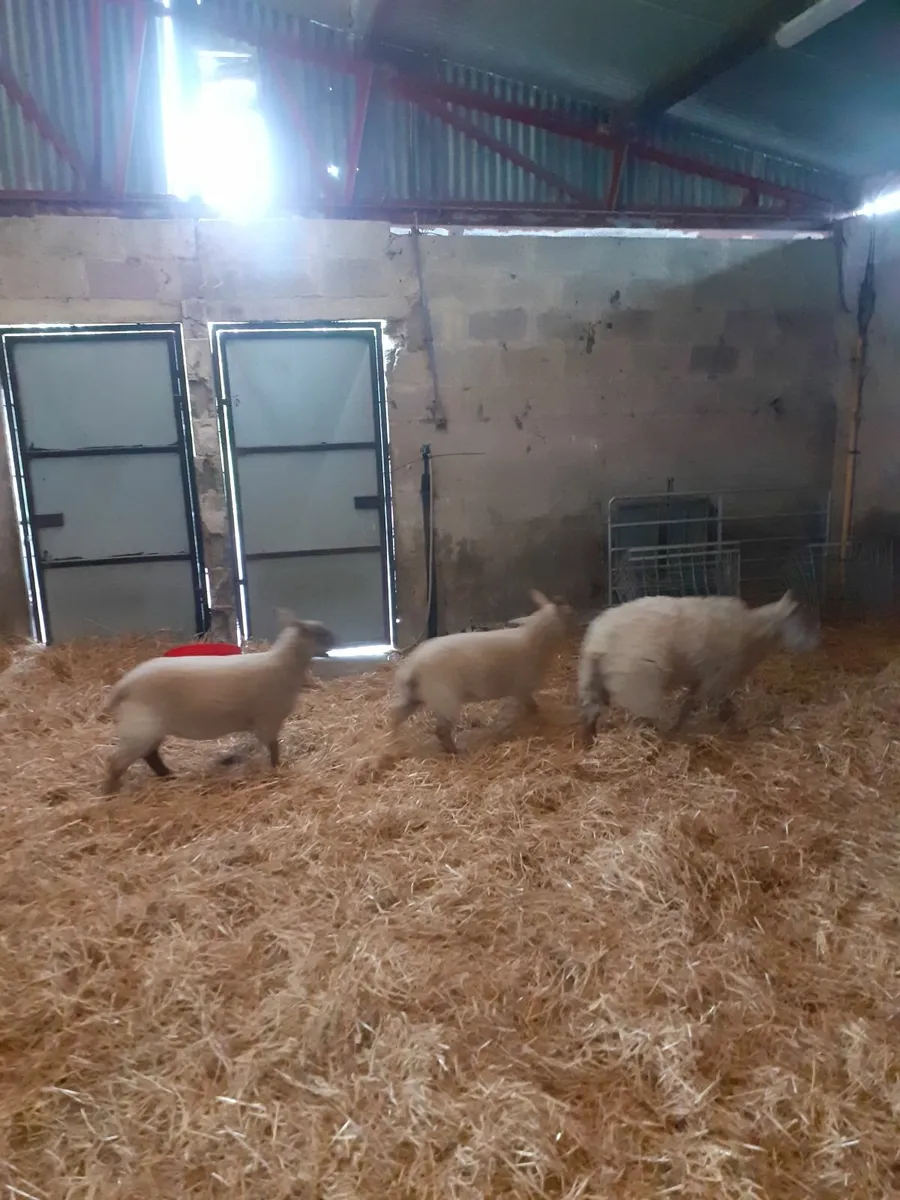 2nd crop ewe  2 ewe lambs classss sheep - Image 2
