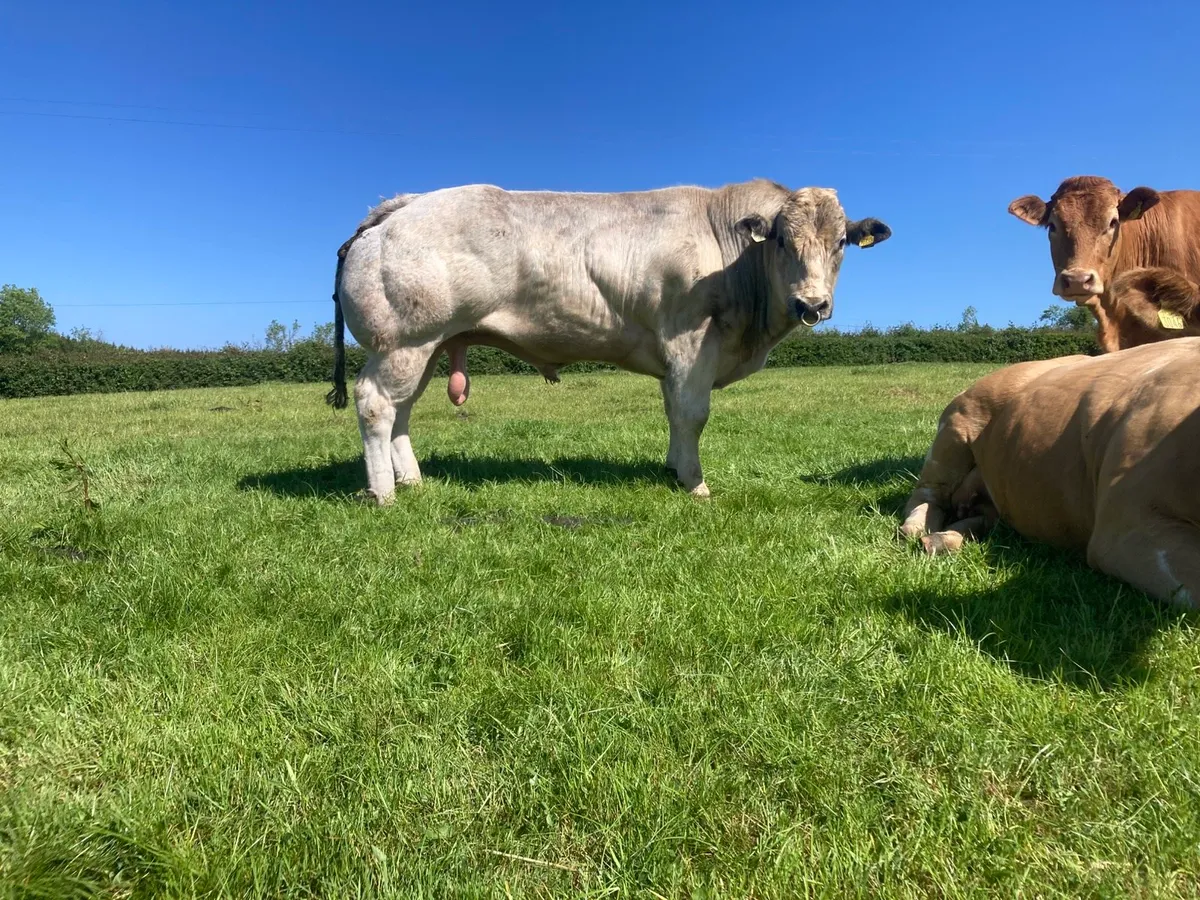 Belgian blue bull - Image 3