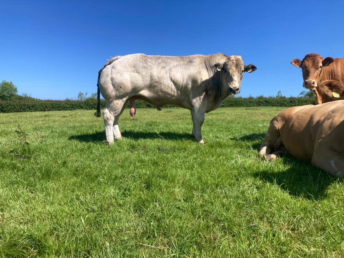 Belgian blue bull - Image 4