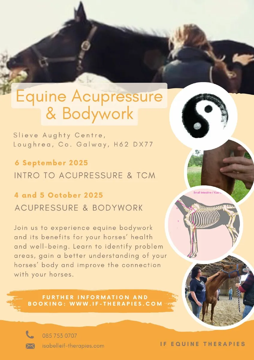 Equine Bodywork Workshops - Image 1