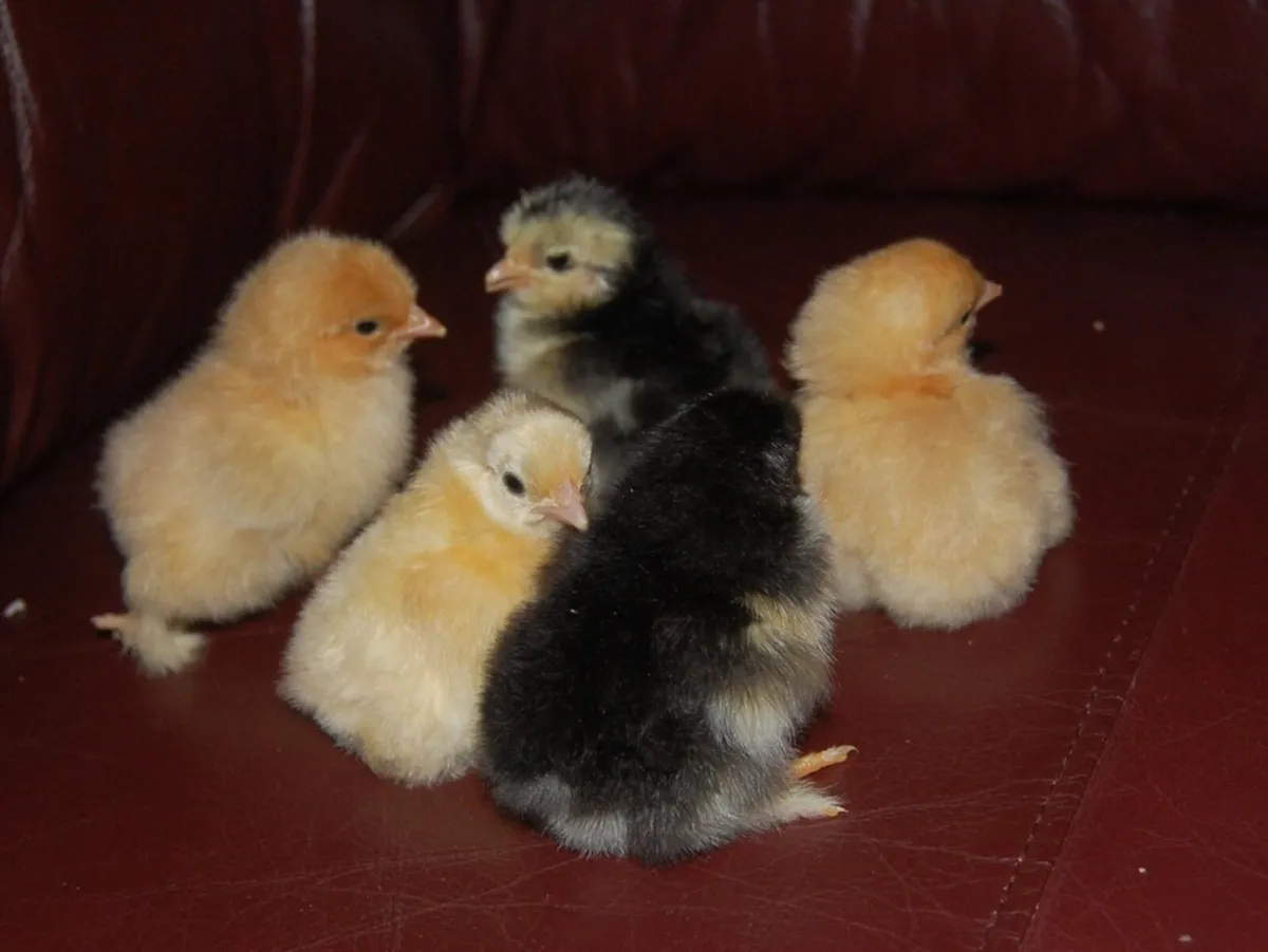 Looking chicks