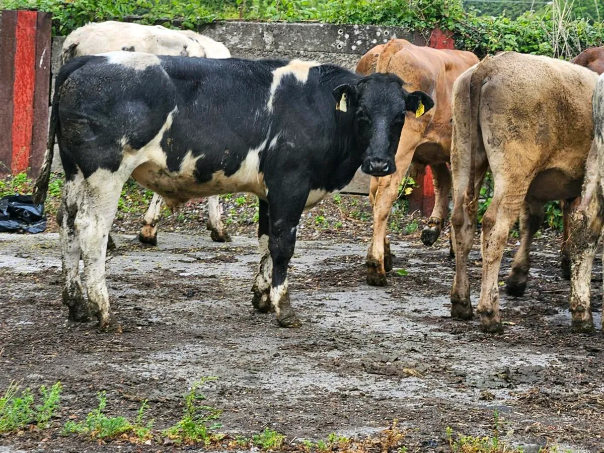 12 continental store bullocks for sale - Image 2