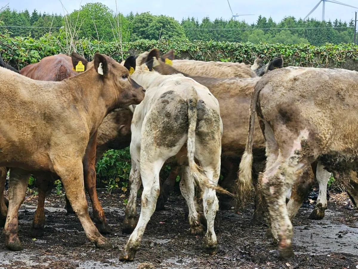 12 continental store bullocks for sale - Image 1