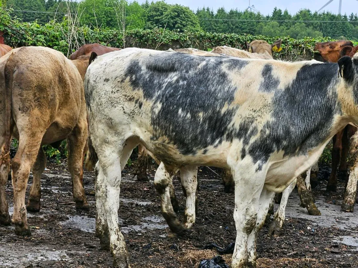 12 continental store bullocks for sale - Image 3