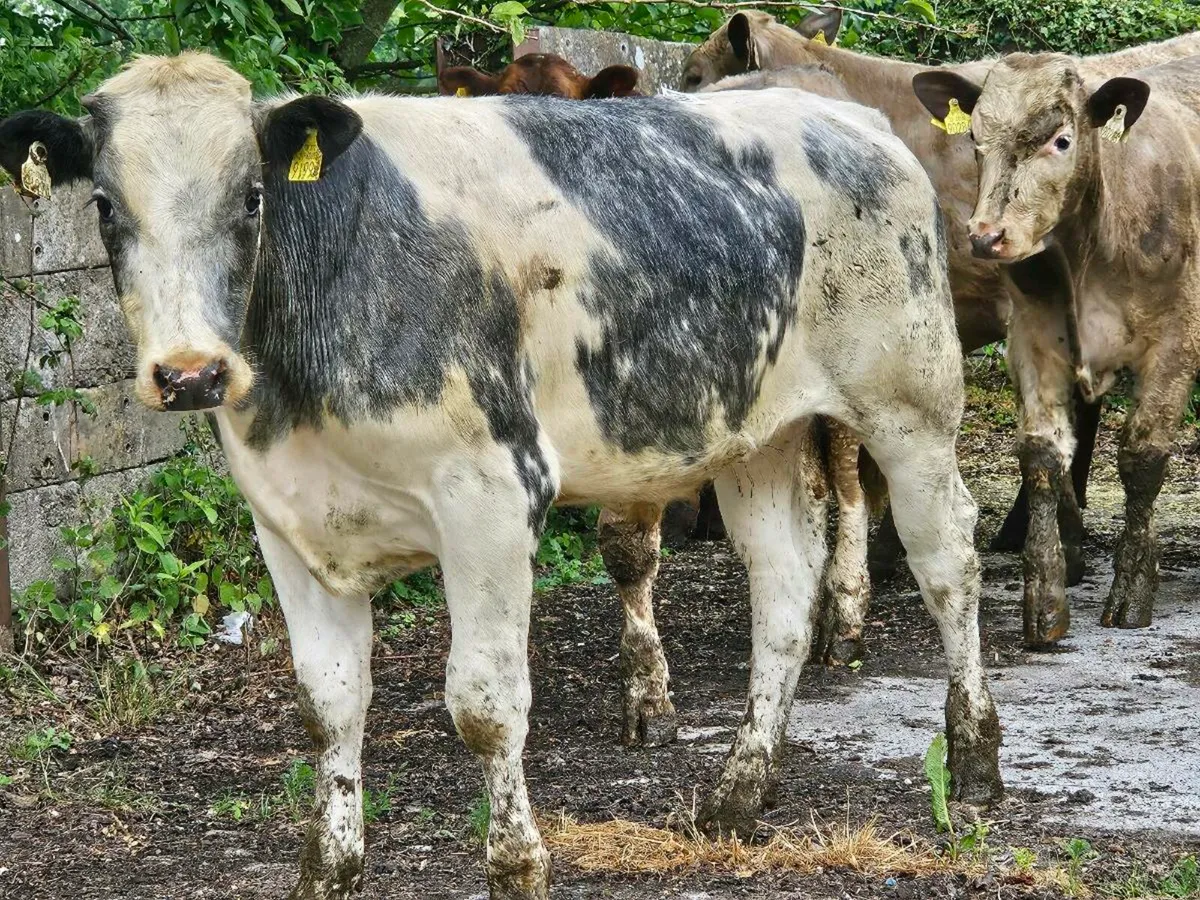 12 continental store bullocks for sale - Image 4