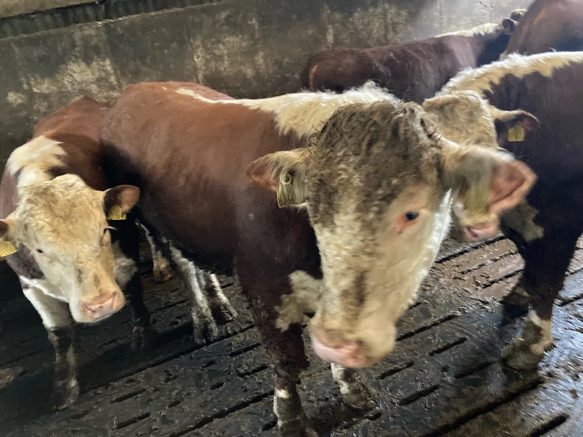 Hereford bulls - Image 1