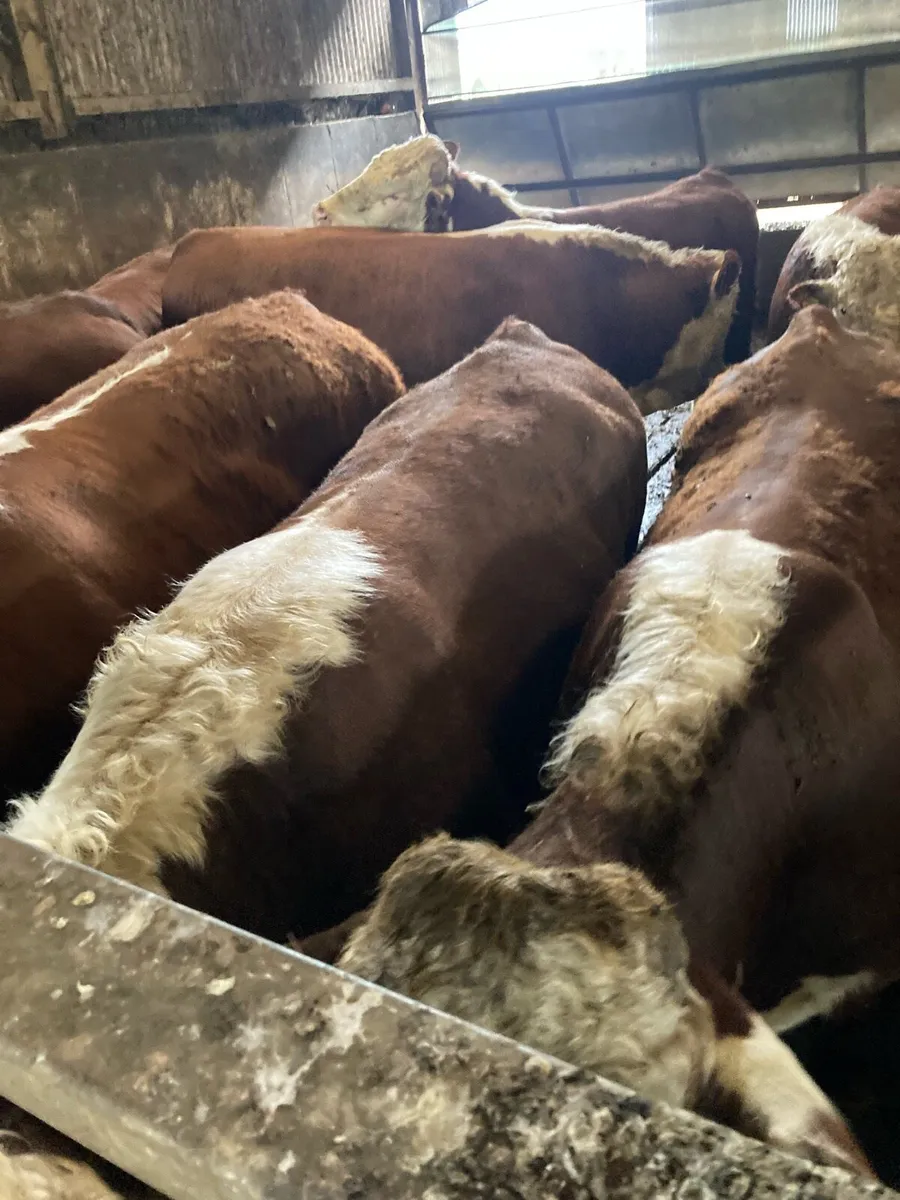 Hereford bulls - Image 2
