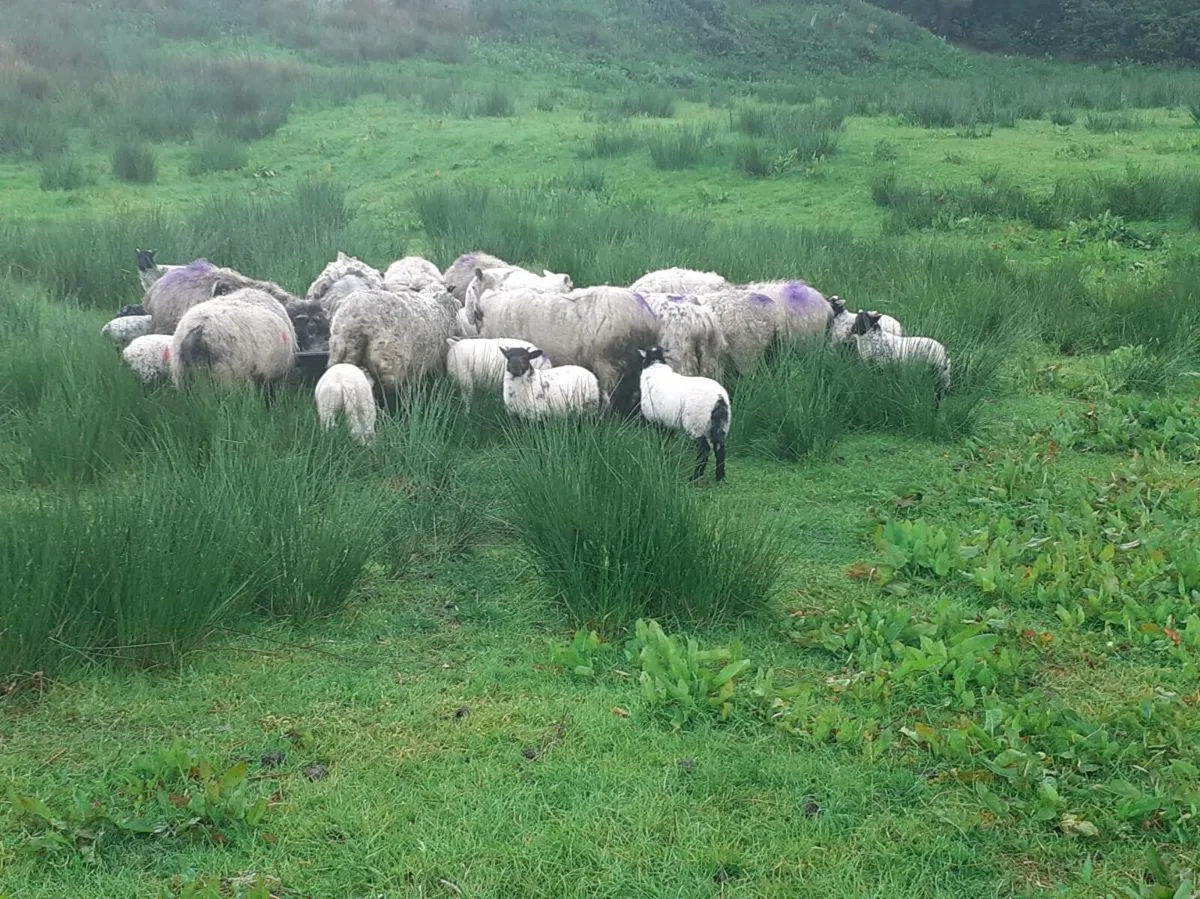 Sheep and lambs - Image 1