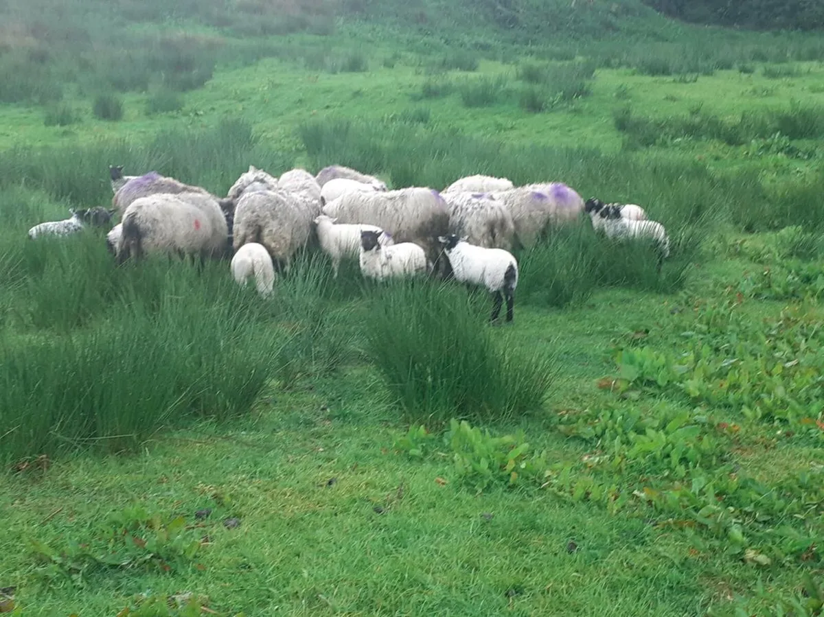 Sheep and lambs - Image 2