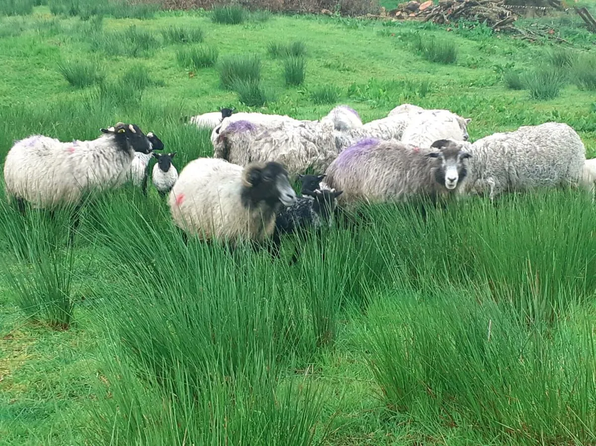 Sheep and lambs - Image 3