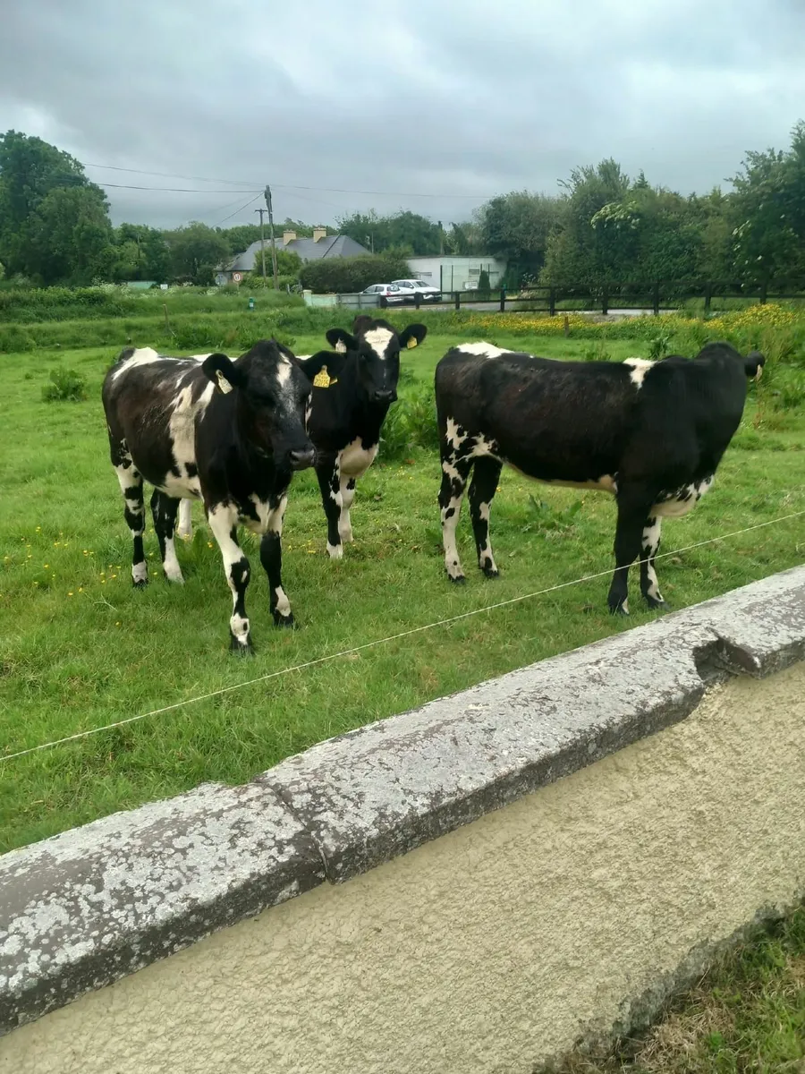 Shorthorn heifers - Image 1