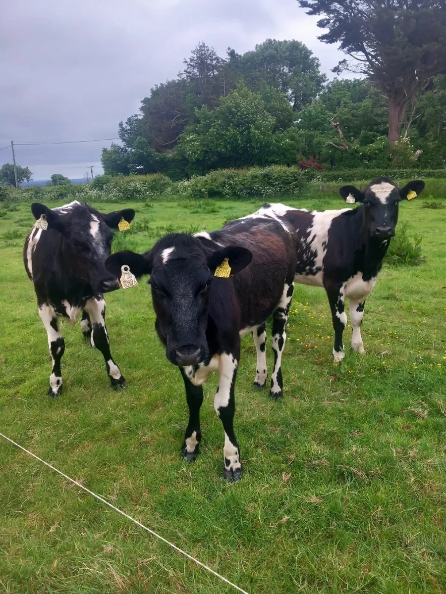 Shorthorn heifers - Image 2