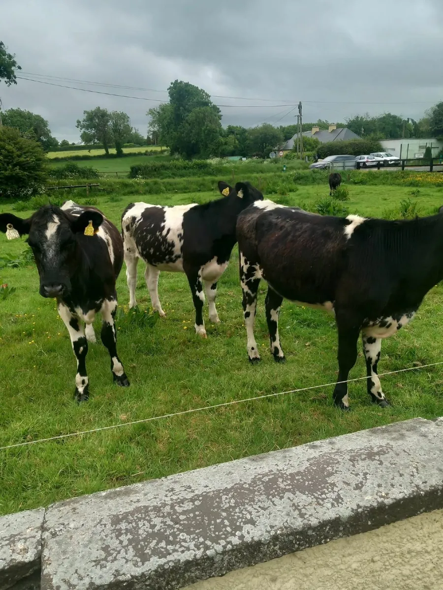Shorthorn heifers - Image 3