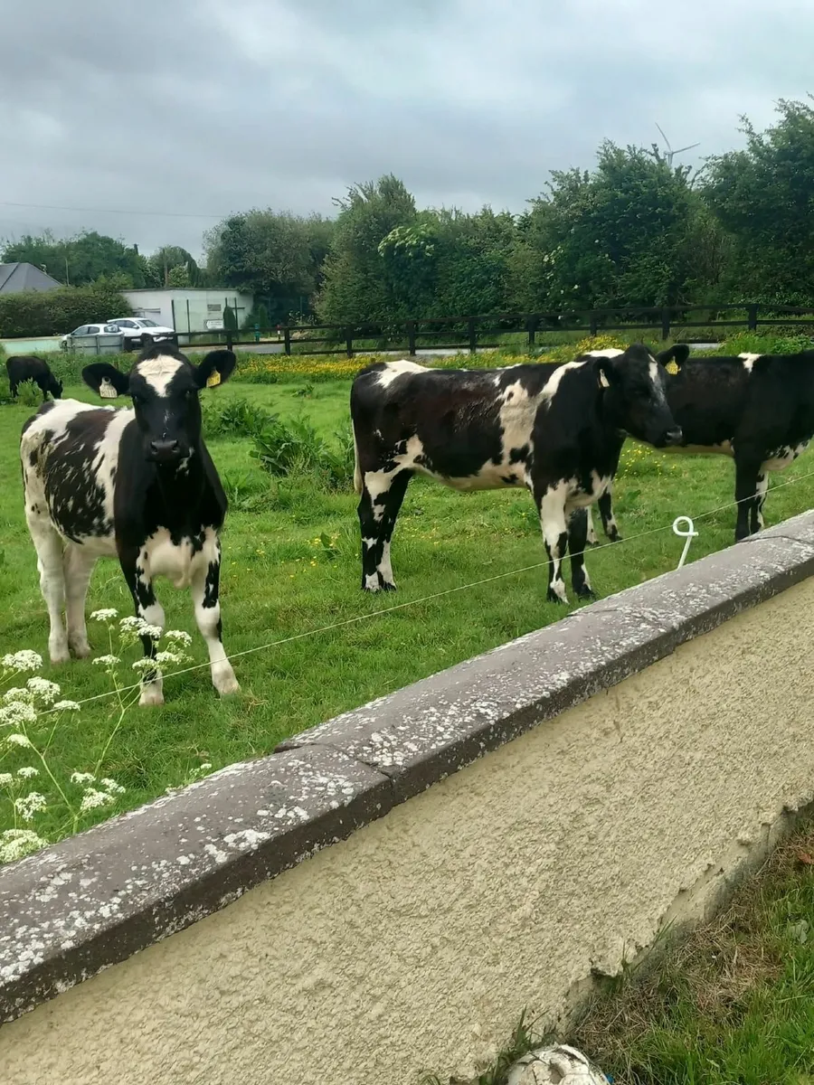 Shorthorn heifers - Image 4