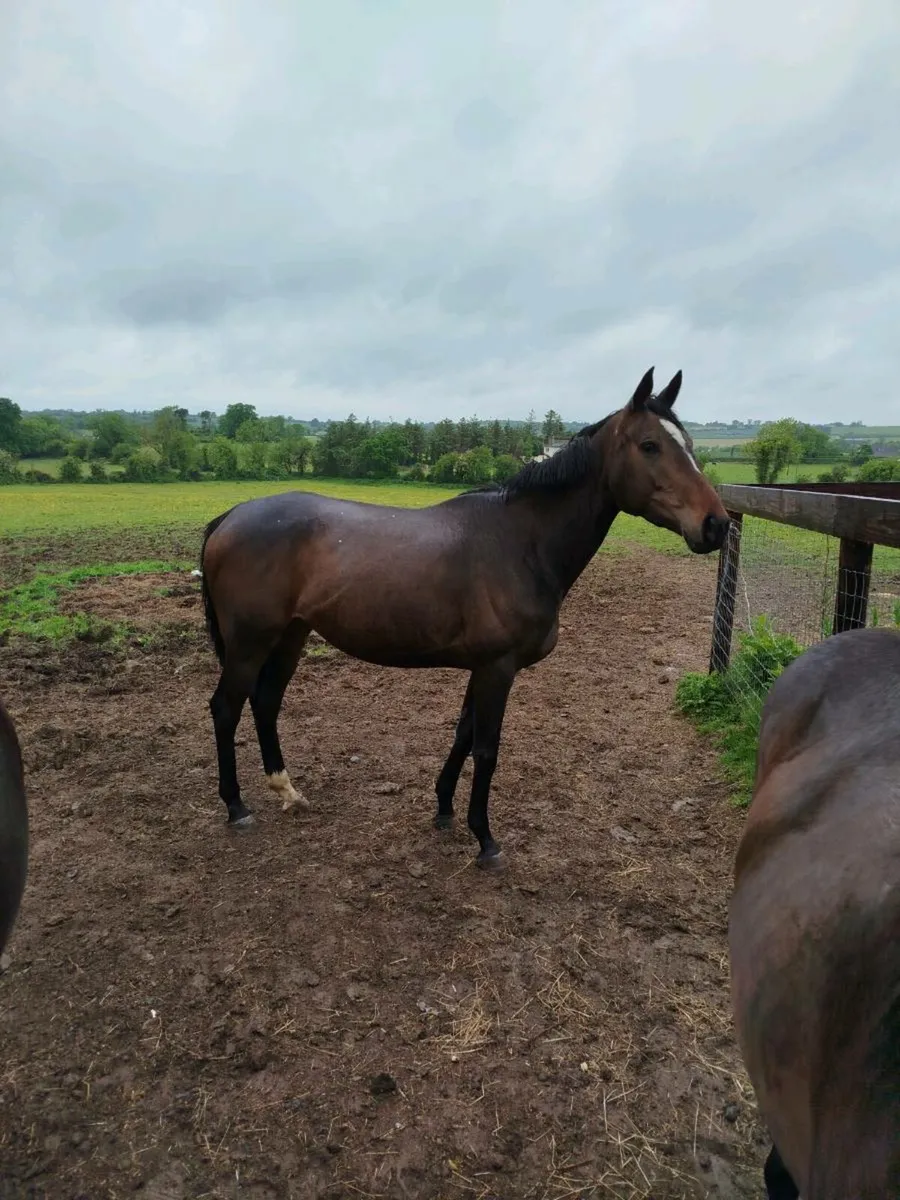 Broodmare in foal - Image 1