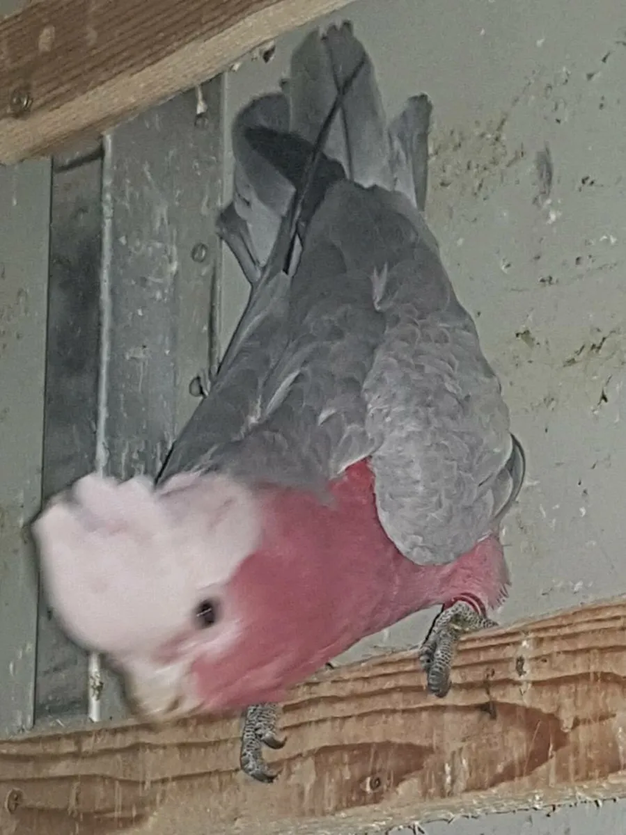 Split lutino galah & Sun Conures & Amazon - Image 1