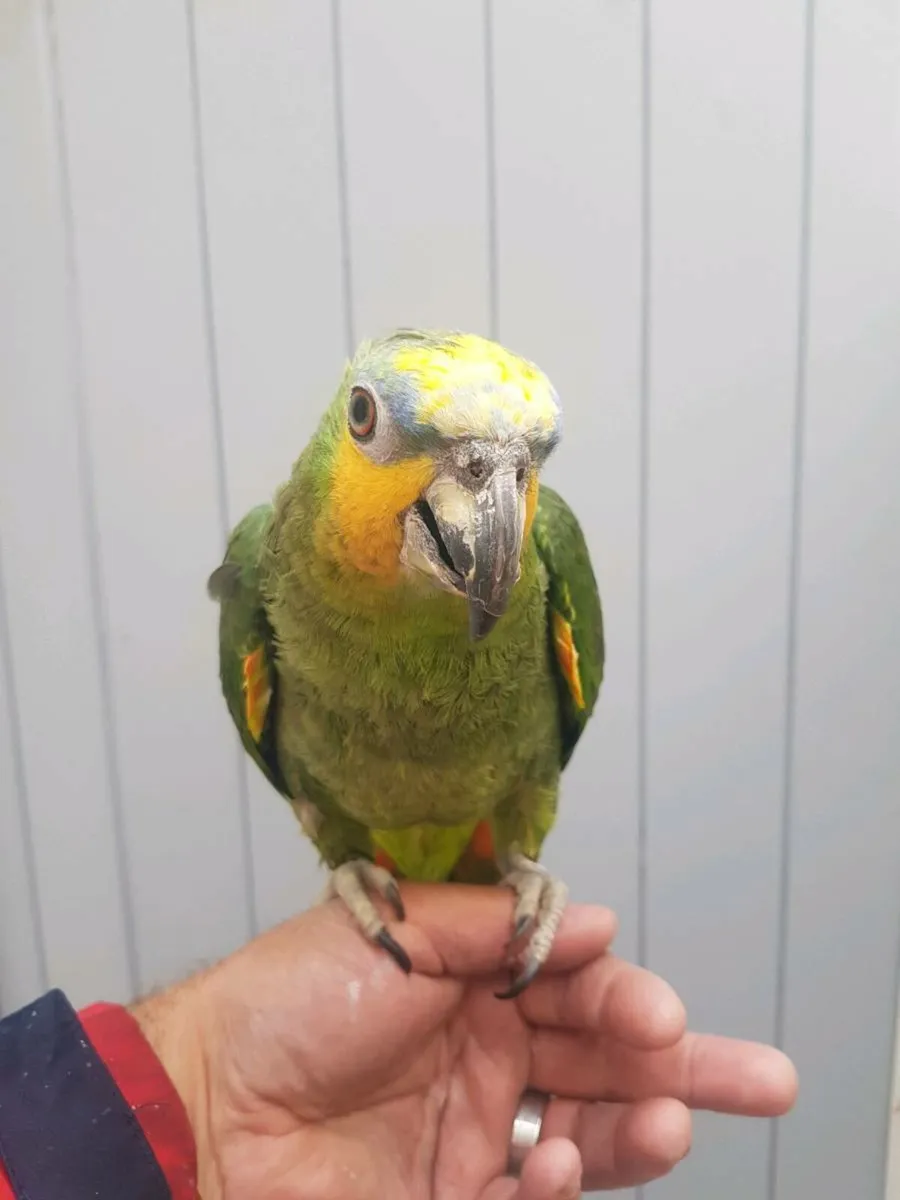 Split lutino galah & Sun Conures & Amazon - Image 2