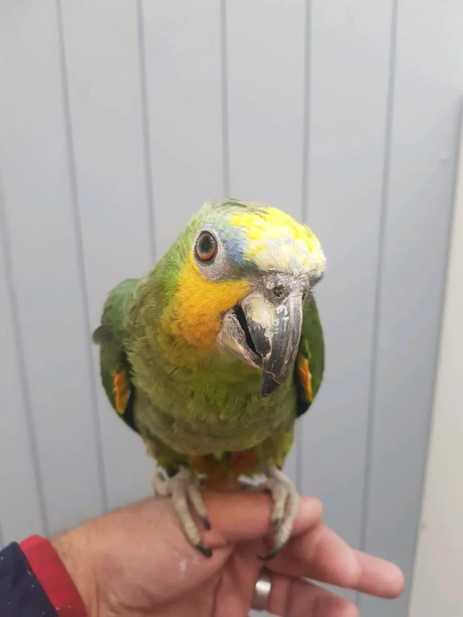 Split lutino galah & Sun Conures & Amazon - Image 3