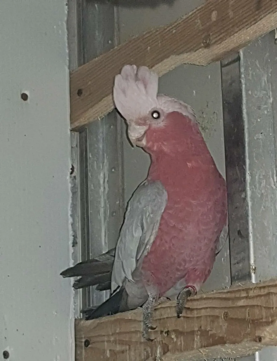 Split lutino galah & Sun Conures & Amazon - Image 4