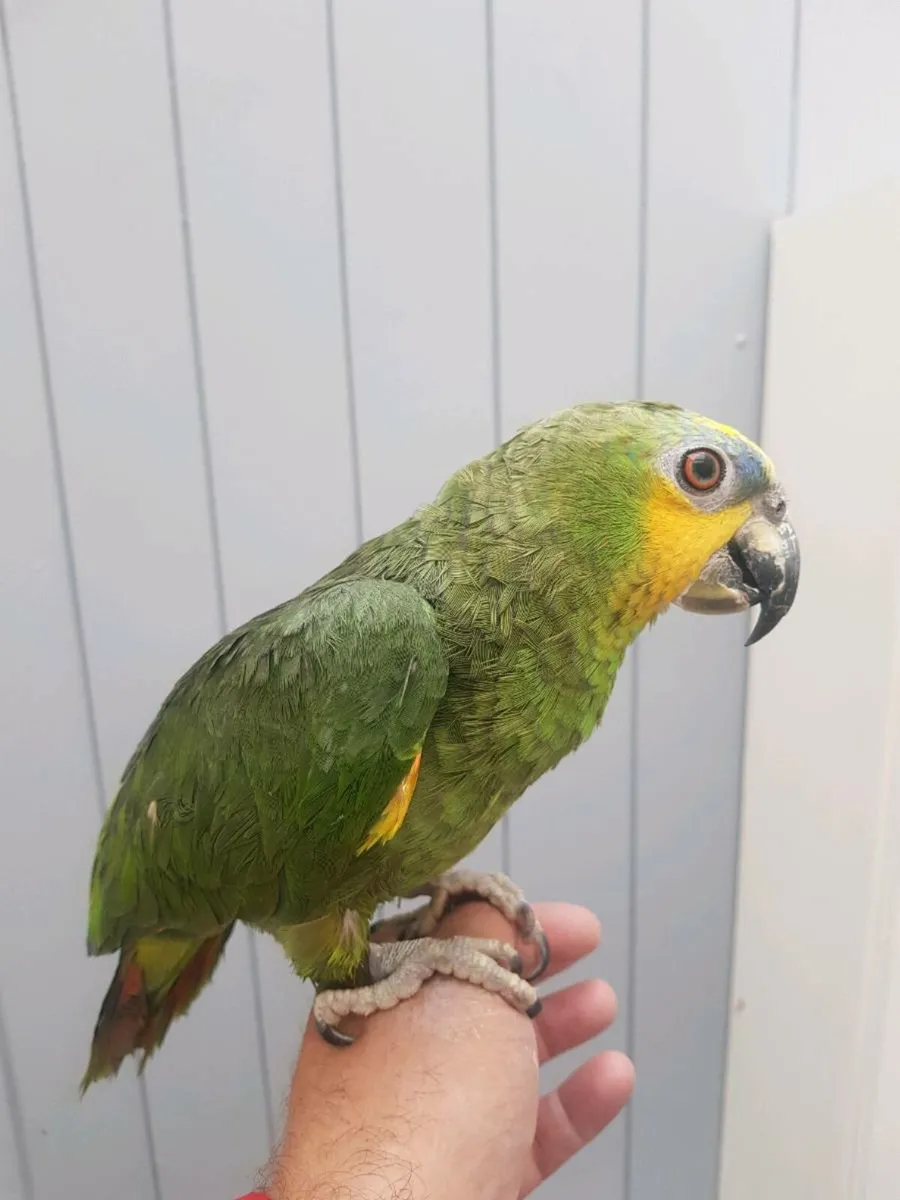 Hand-reared Sun Conures & Amazon - Image 4