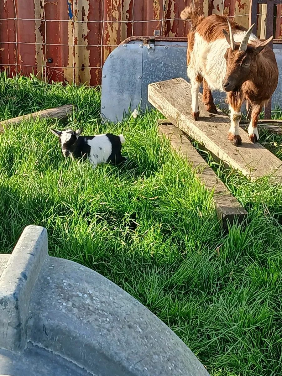 2 Female pygmy goat's  forsale one with kid - Image 1