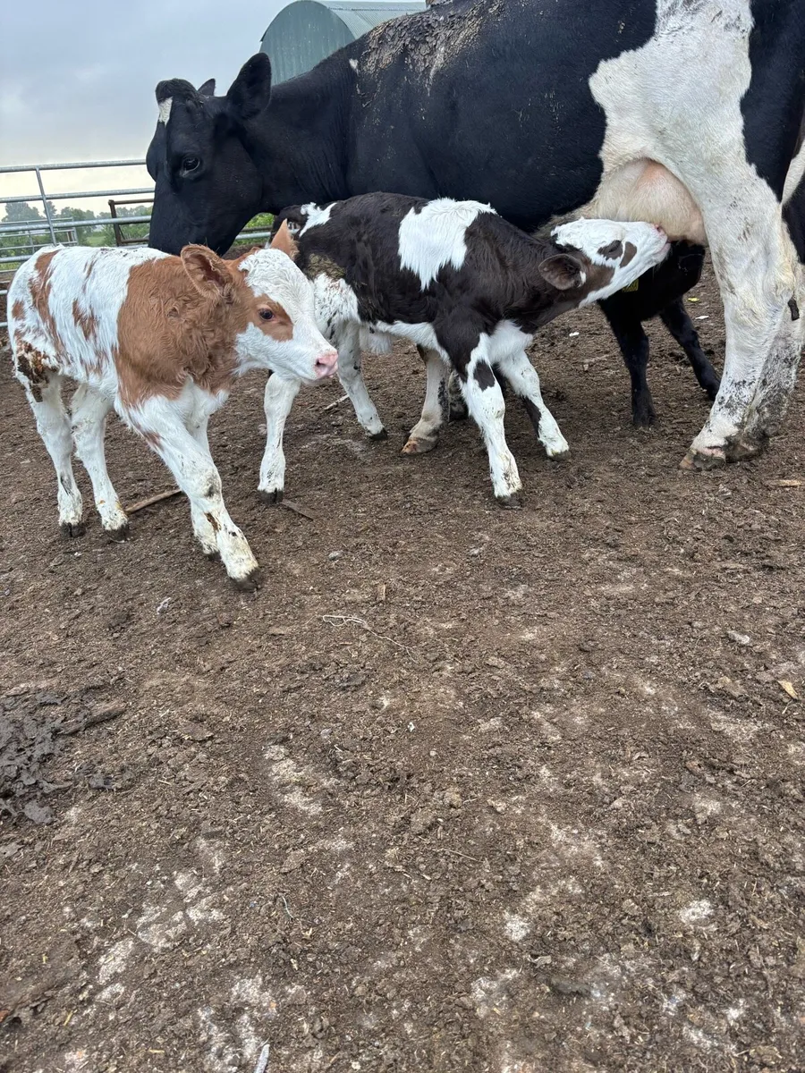 Simmental,limousine,charlaois bull calves - Image 1