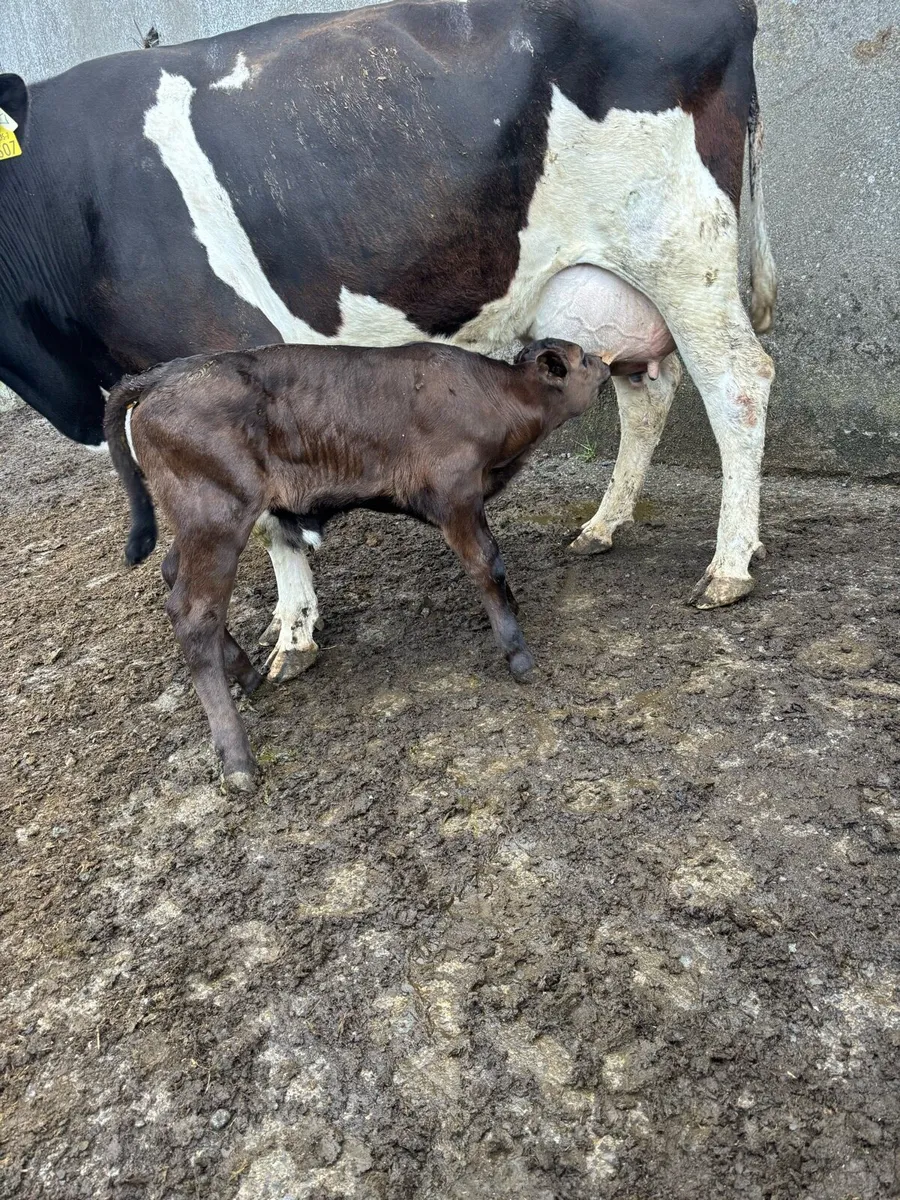 Simmental,limousine,charlaois bull calves - Image 2