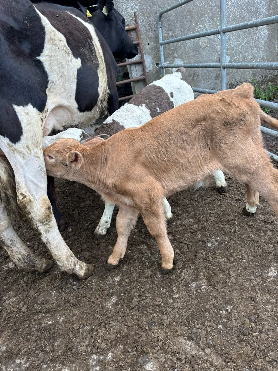 Simmental,limousine,charlaois bull calves - Image 3