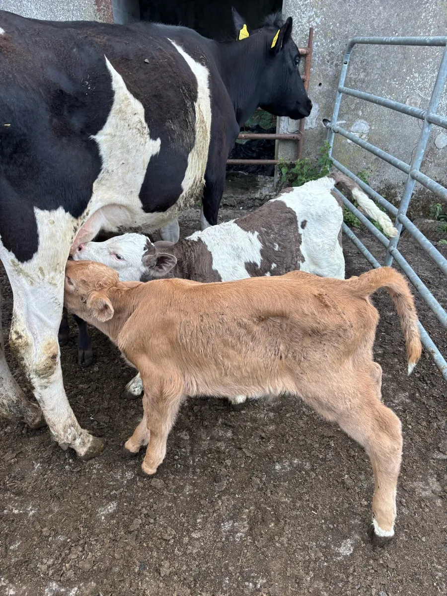Simmental,limousine,charlaois bull calves - Image 4