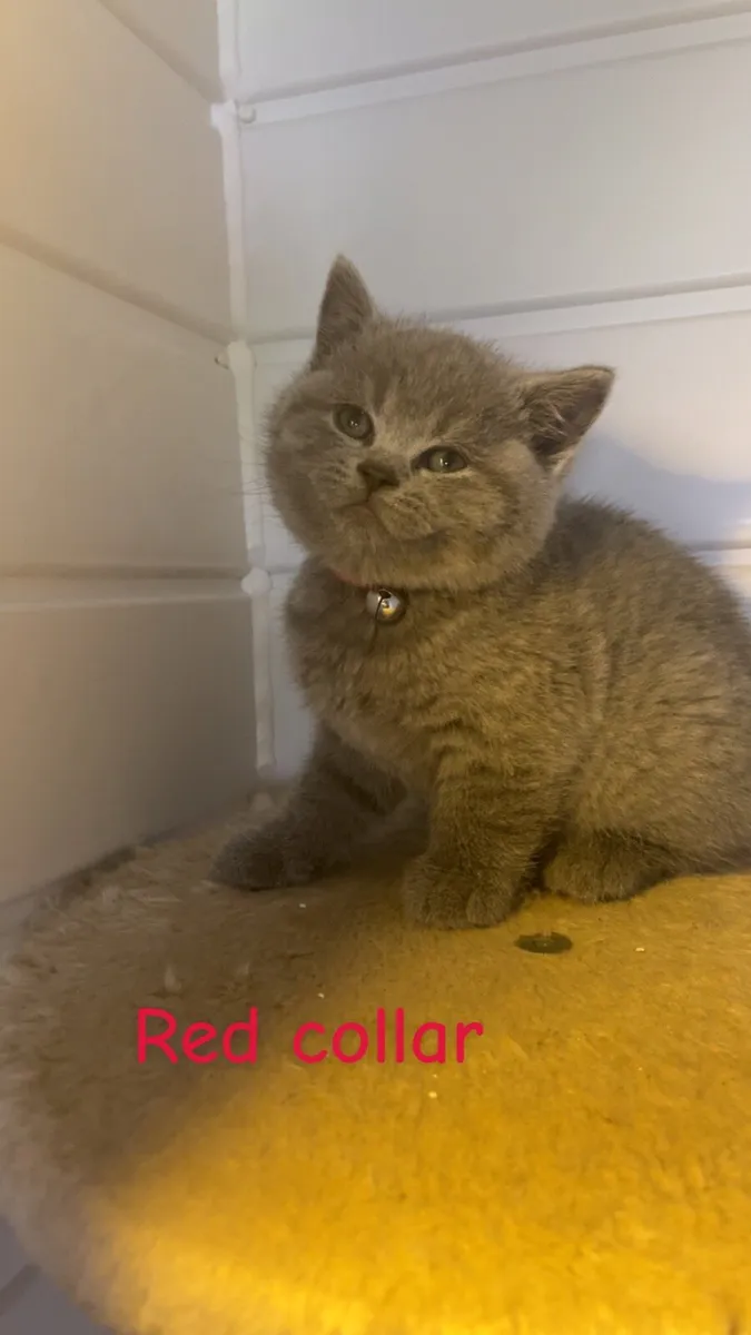 British shorthair kittens - Image 4