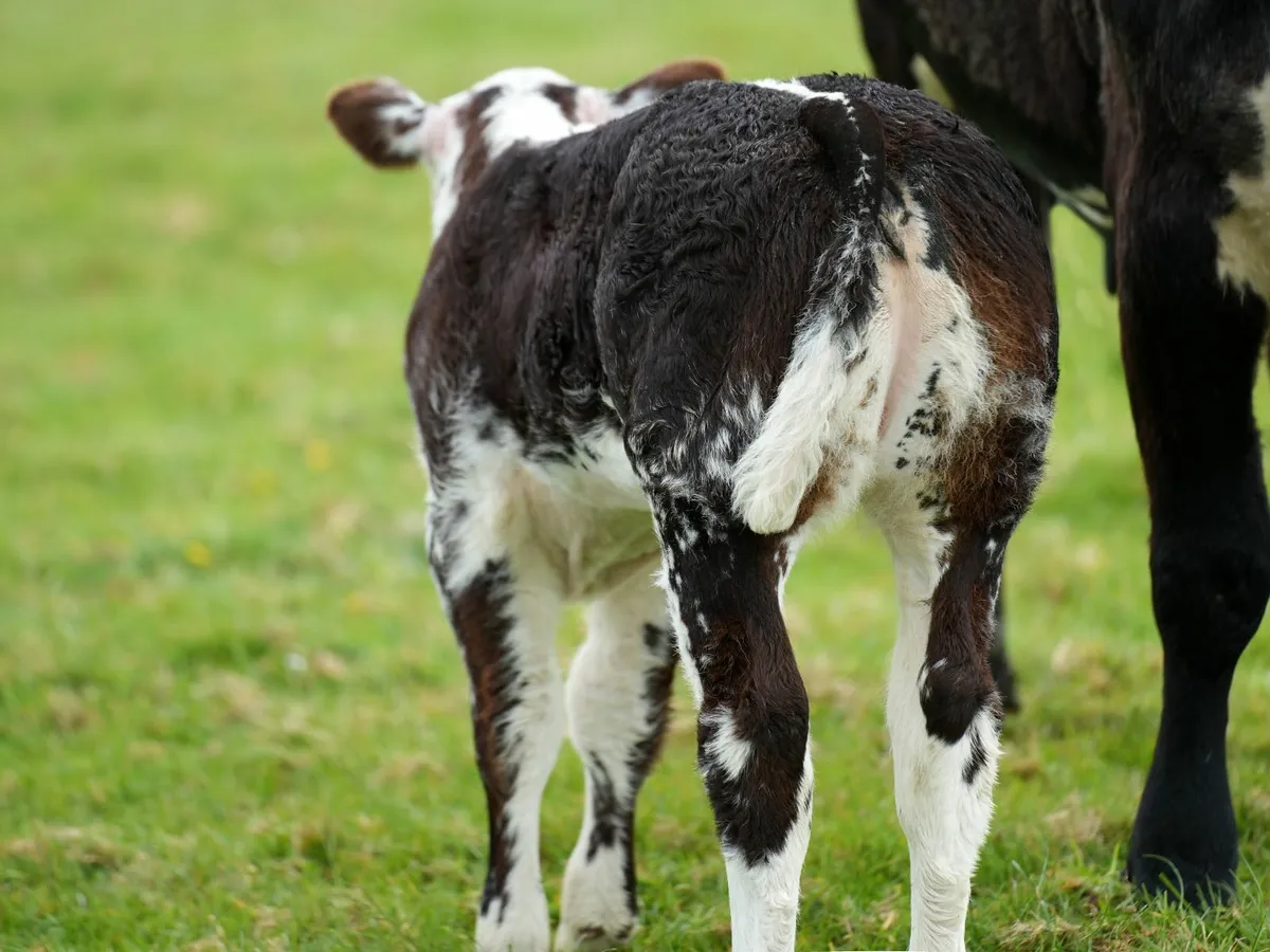 ✨ 2 Cows & Show Blue Heifer Calves ✨ - Image 2