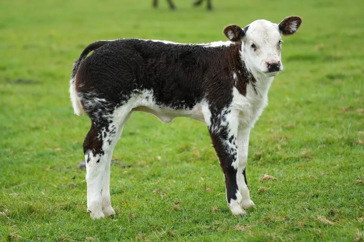 ✨ 2 Cows & Show Blue Heifer Calves ✨ - Image 4